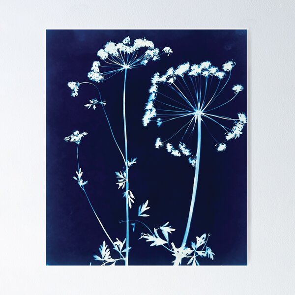 Cornish Hedge Cow Parsley II Poster
