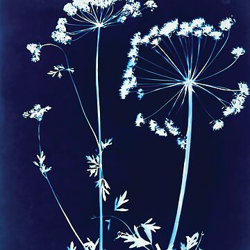 Artwork thumbnail, Cornish Hedge Cow Parsley II by Lesley Treloar