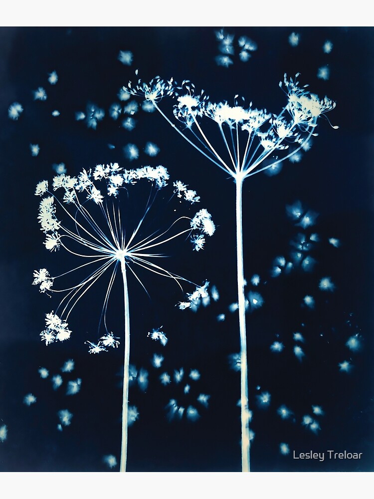 Thumbnail 4 of 4, Metal Print, Cornish Hedge Cow Parsley III designed and sold by latreloar.