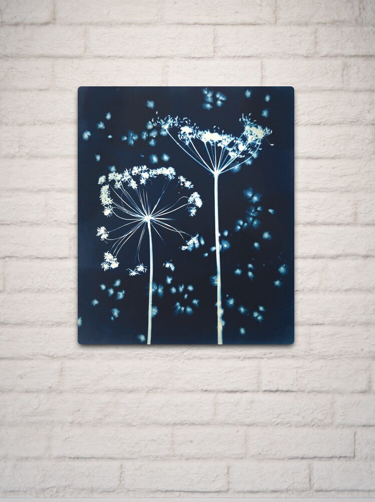 Thumbnail 2 of 4, Metal Print, Cornish Hedge Cow Parsley III designed and sold by latreloar.