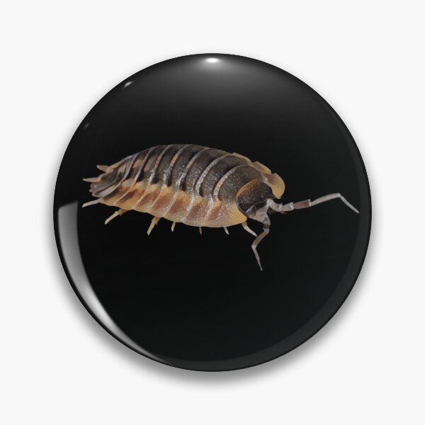 Item preview, Porcellio Spatulatus  designed and sold by LiveVine.