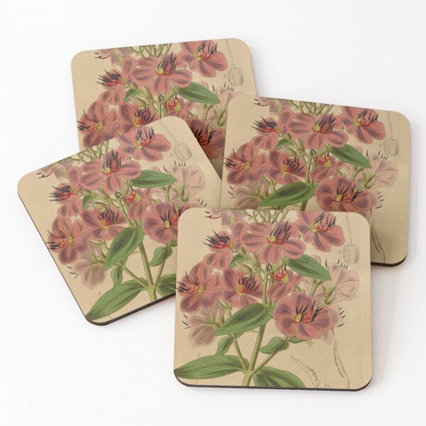 Item preview, Curtis's botanical magazine (Plate 3790) (9126703301) designed and sold by EsotericBotanic.