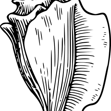Artwork thumbnail, Shell by seriouscereal