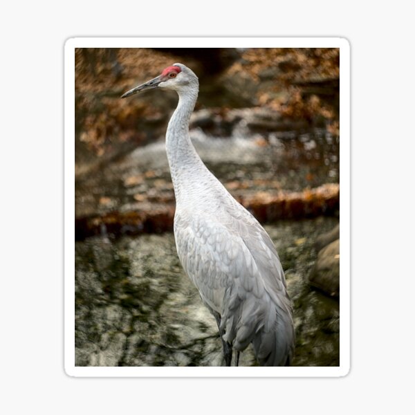 Item preview, Sandhill Crane designed and sold by mccartneyac.