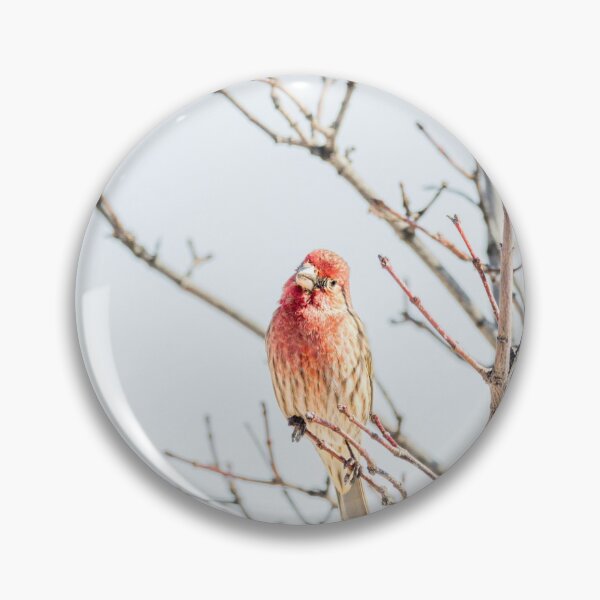 Item preview, Curious Male House Finch by Debra Martz designed and sold by Debra Martz.