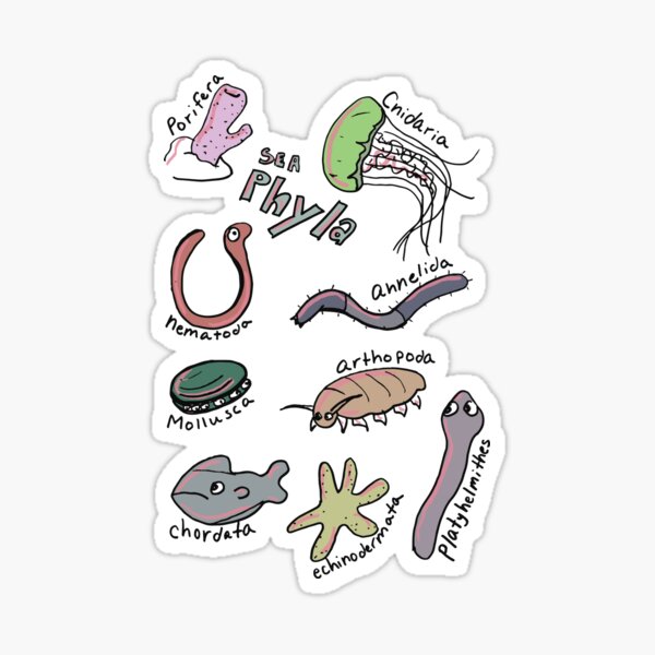 Sea Phyla - color Sticker
