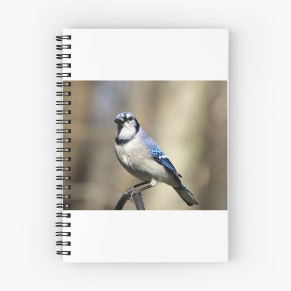 Item preview, Blue Jay Staredown designed and sold by MADowdPhotos.