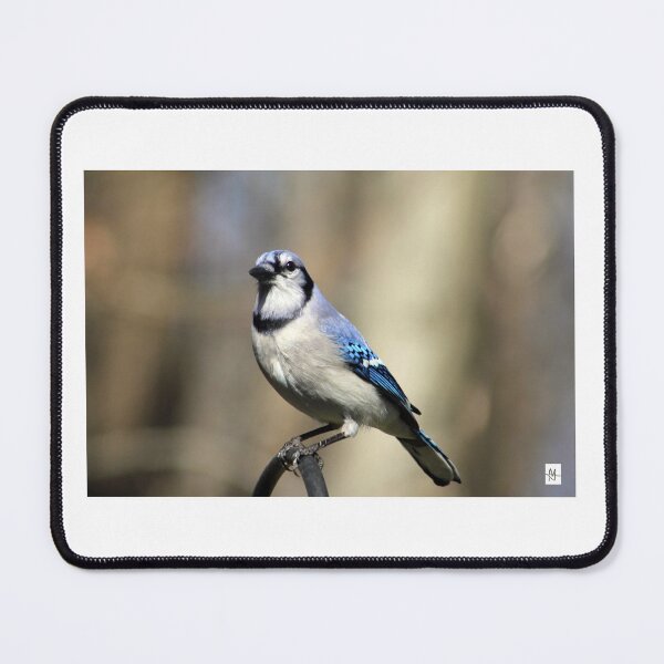 Item preview, Blue Jay Staredown designed and sold by MADowdPhotos.