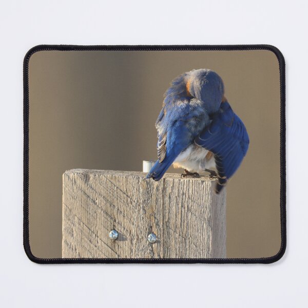 Item preview, Introspective Bluebird designed and sold by LisaNaturePhoto.