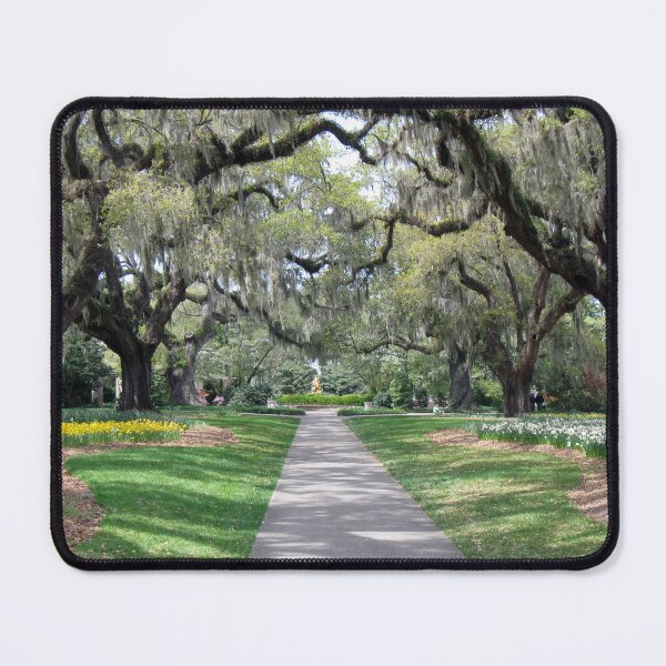 Item preview, Daffodils and Oaks designed and sold by MADowdPhotos.