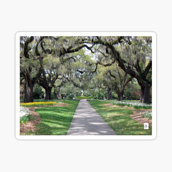 Item preview, Daffodils and Oaks designed and sold by MADowdPhotos.