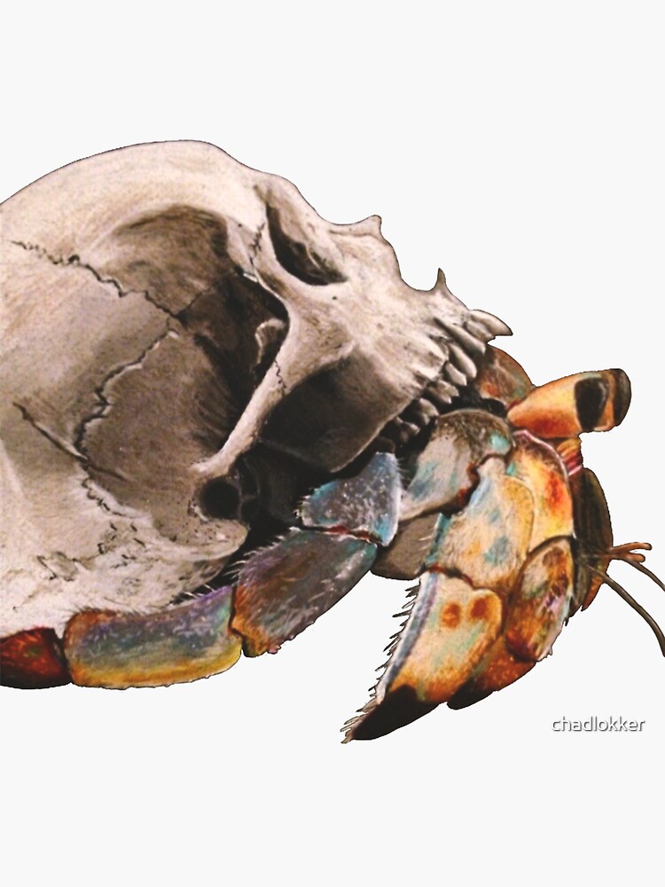 "Skull Hermit Crab (original)" Sticker for Sale by chadlokker Redbubble