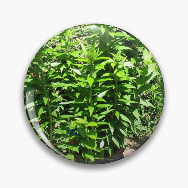 Item preview, How Green Was My Garden! designed and sold by Kathryn Jones.
