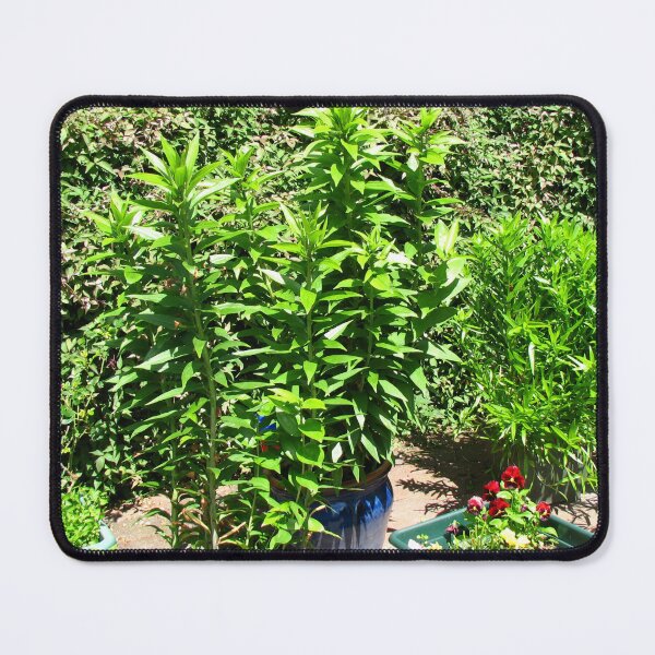 Item preview, How Green Was My Garden! designed and sold by Kathryn Jones.