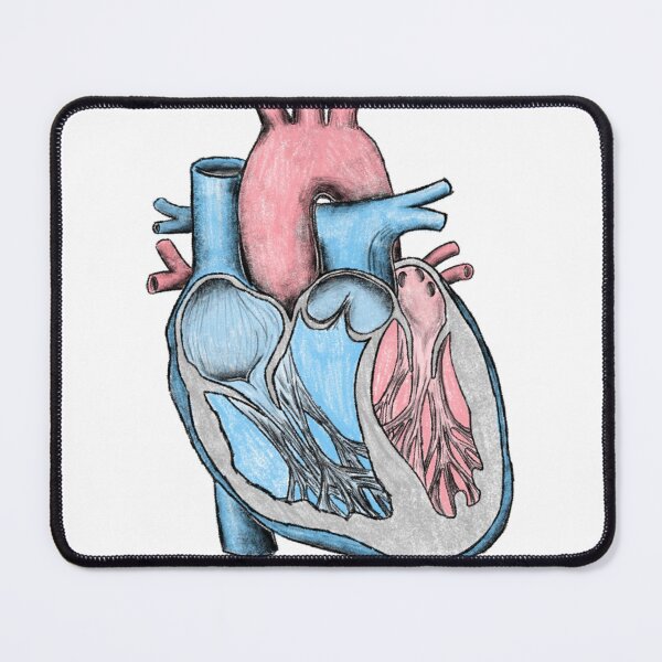Item preview, Anatomical Heart Sketch designed and sold by princesssomo21.