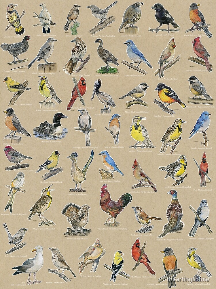 State Bird Series: All 50 States (annotated)