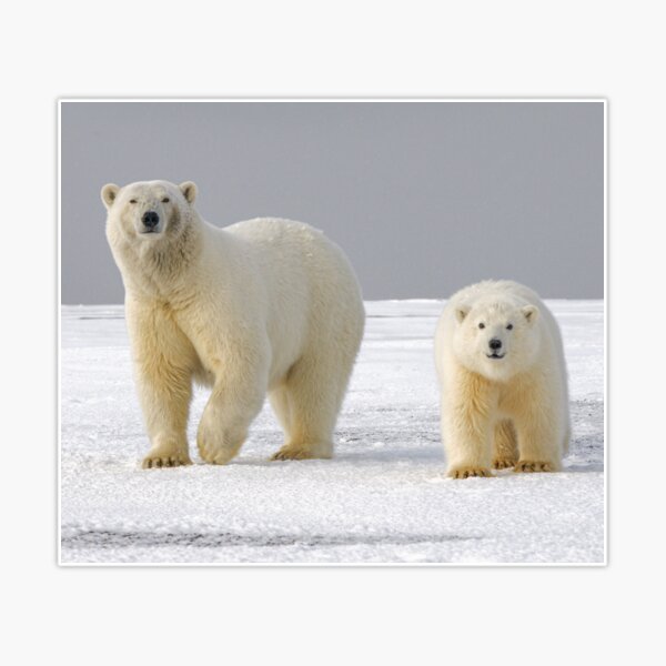 Polar Bear Art - Polar Bear - Sticker