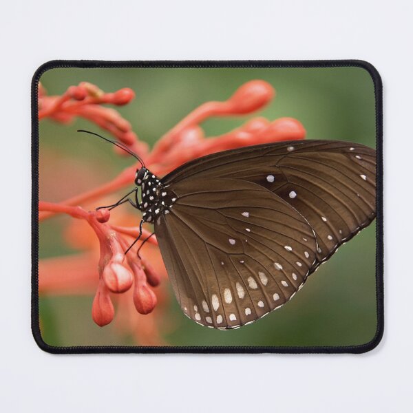 Item preview, Light Brown with Cream Dot Spring Butterfly on Bubbly Flower designed and sold by DeeCeeFashion.