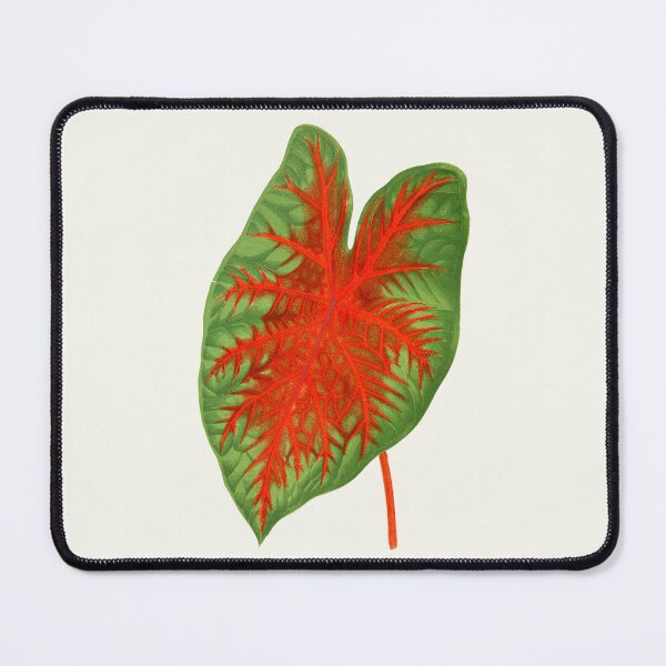 Item preview, Caladium Postman Joyner - botanical illustration designed and sold by chimakingthings.