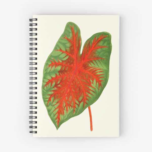 Item preview, Caladium Postman Joyner - botanical illustration designed and sold by chimakingthings.