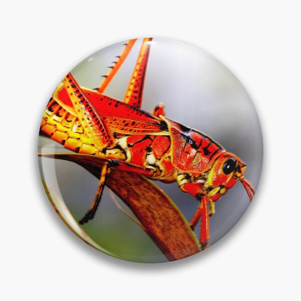 Item preview, Foto de mosquito con calidad de alta resolución. designed and sold by Allyouneed-2.