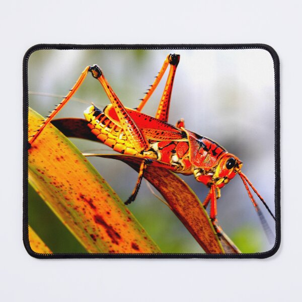 Item preview, Mosquito photo with high resolution quality designed and sold by Allyouneed-2.