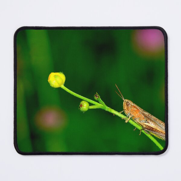 Item preview, Mosquito photo with high resolution quality designed and sold by Allyouneed-2.