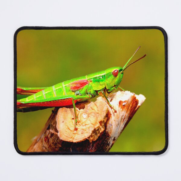 Item preview, Mosquito photo with high resolution quality designed and sold by Allyouneed-2.