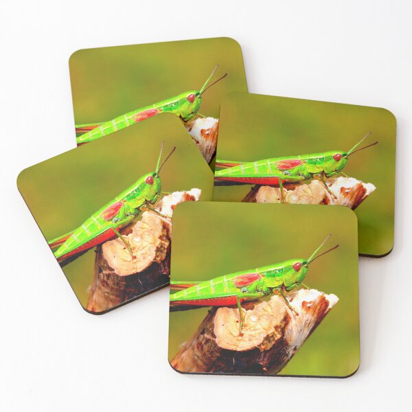 Item preview, Mosquito photo with high resolution quality designed and sold by Allyouneed-2.