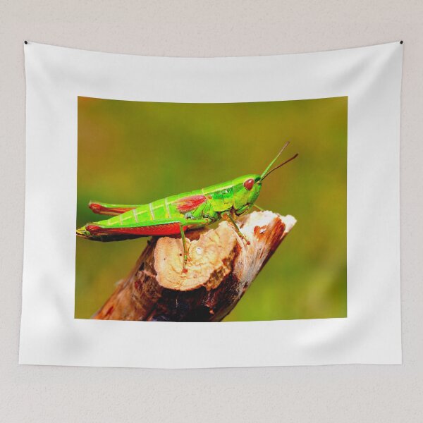 Item preview, Mosquito photo with high resolution quality designed and sold by Allyouneed-2.