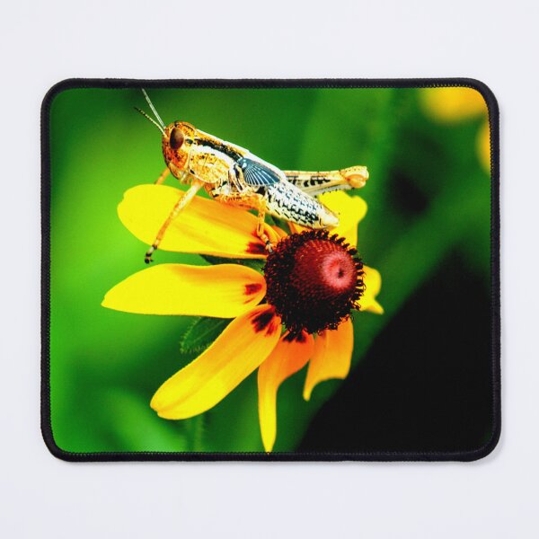 Item preview,  Mosquito photo with high resolution quality designed and sold by Allyouneed-2.