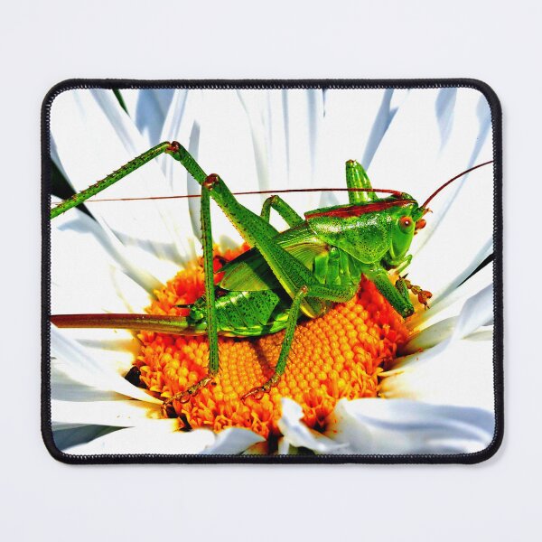 Item preview,  Mosquito photo with high resolution quality designed and sold by Allyouneed-2.