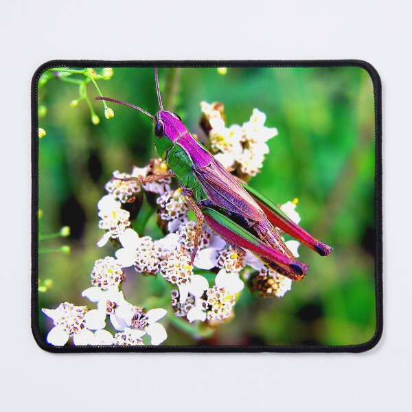 Item preview, Mosquito photo with high resolution quality designed and sold by Allyouneed-2.