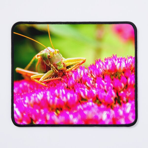Item preview, Mosquito photo with high resolution quality designed and sold by Allyouneed-2.