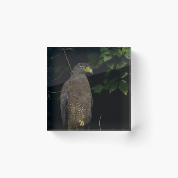 Item preview, Crested serpent eagle designed and sold by kasthu.