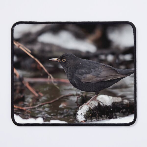 Item preview, By the dark brook. Eurasian blackbird designed and sold by Jouko Lehto Photography.