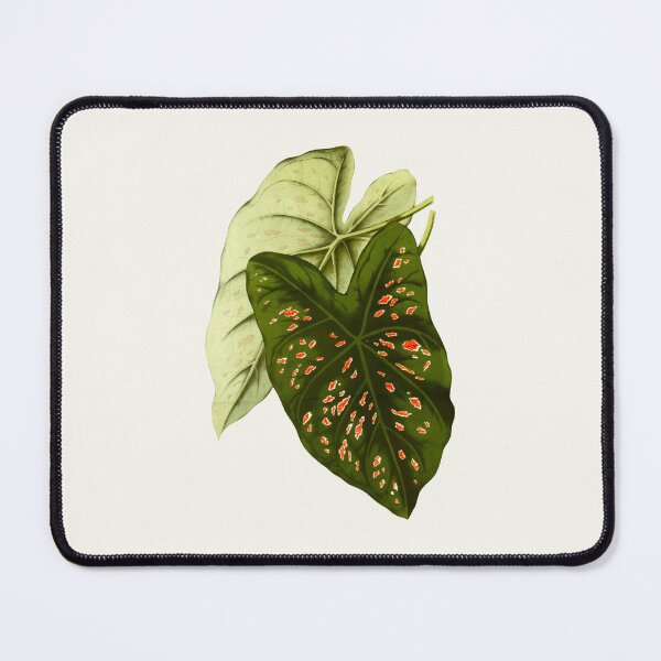 Item preview, Caladium Freckles - botanical illustration designed and sold by chimakingthings.