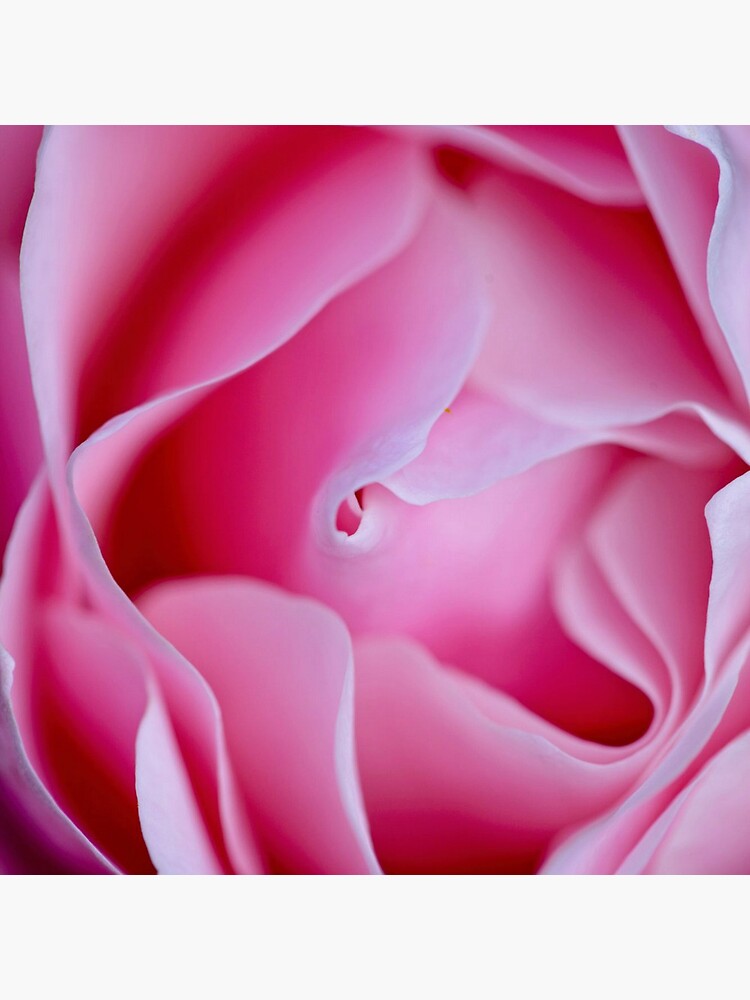 Thumbnail 5 of 5, Coasters (Set of 4), Rose designed and sold by blackmamba5.