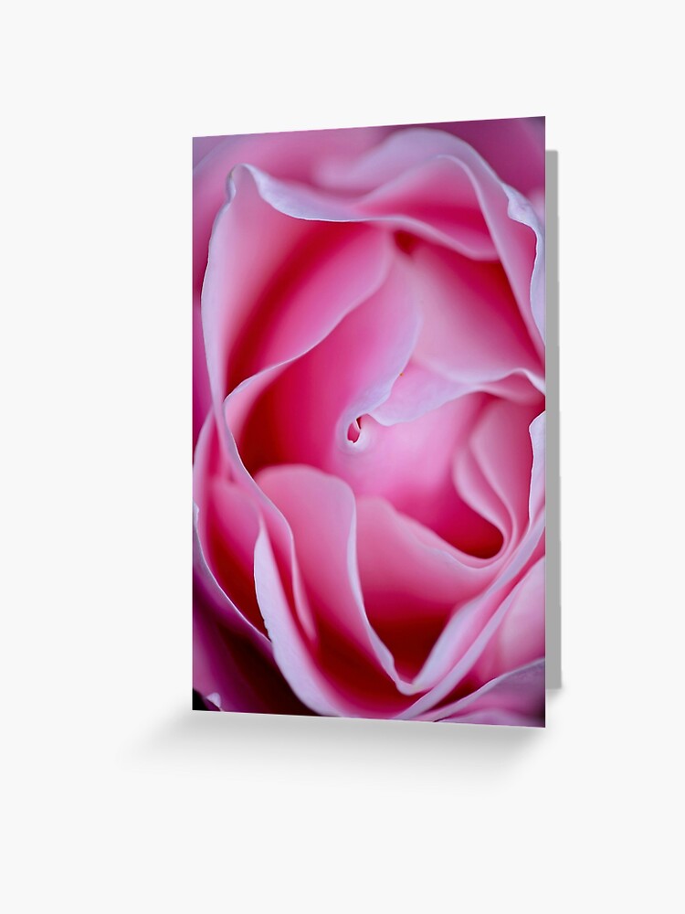 Thumbnail 1 of 2, Greeting Card, Rose designed and sold by blackmamba5.