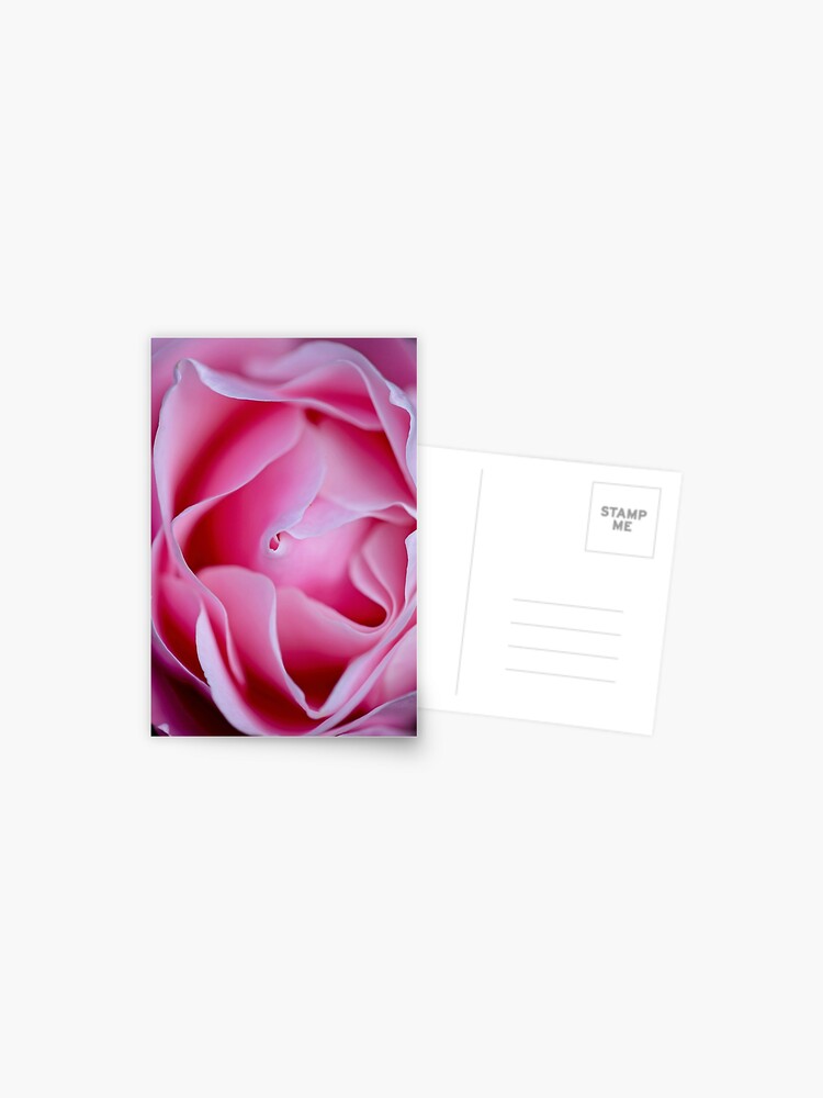 Thumbnail 1 of 2, Postcard, Rose designed and sold by blackmamba5.
