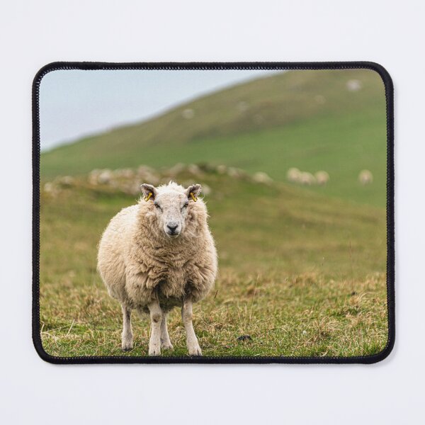 Item preview, Staring Sheep designed and sold by StewieStrout.
