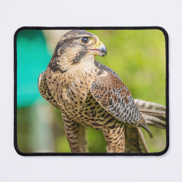 Item preview, Resting Hawk designed and sold by StewieStrout.