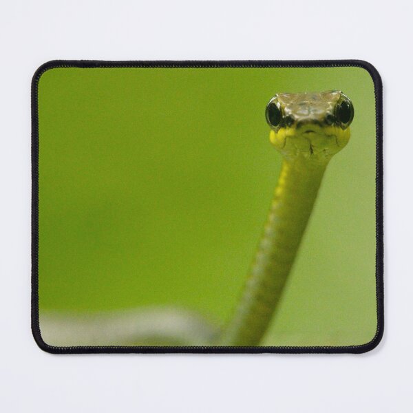 Item preview, Bronzeback Tree Snake designed and sold by Tristan Barrington Photography.