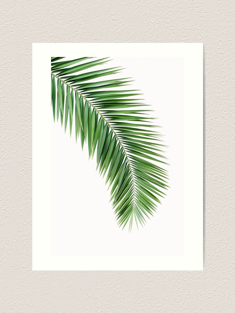 Printable Palm Leaf - Palm frond clip art free. Transparent background. This is ...