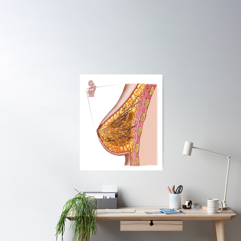 Anatomy of the female breast. Poster for Sale by StocktrekImages