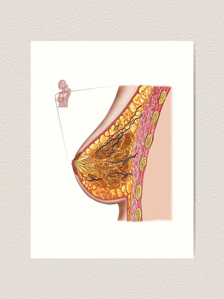 Anatomy of the female breast. Canvas Print for Sale by StocktrekImages