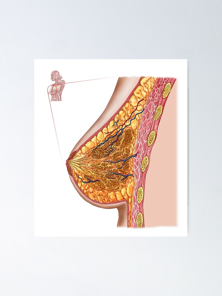 Anatomy of the female breast. Poster for Sale by StocktrekImages