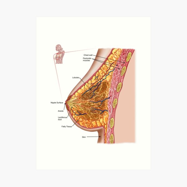 Human Lactation Female Breast Anatomy Model Chest Breast Anatomy