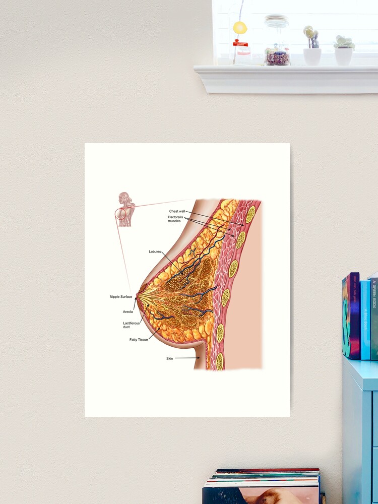 Anatomy of the female breast. Canvas Print for Sale by StocktrekImages