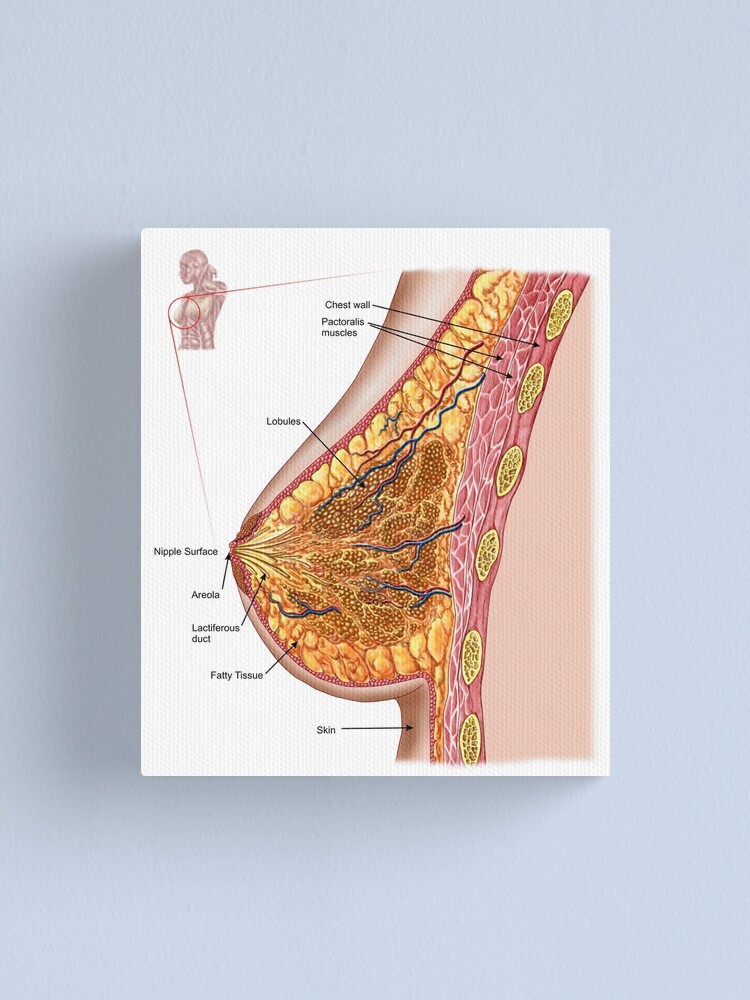 Anatomy of the female breast. Canvas Print for Sale by